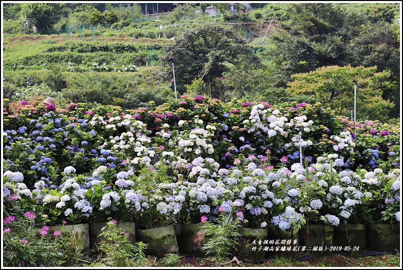 竹子湖高家繡球花(第二園區)-2019-05-05.jpg