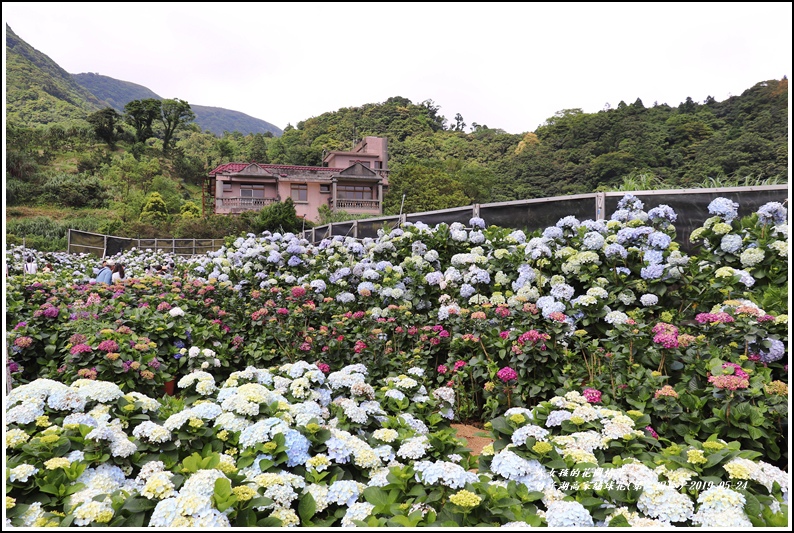 竹子湖高家繡球花(第二園區)-2019-05-06.jpg