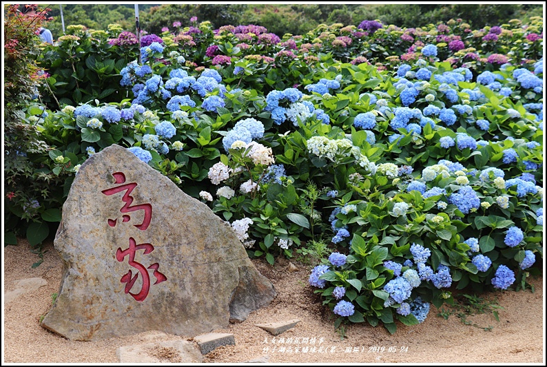 竹子湖高家繡球花(第二園區)-2019-05-07.jpg