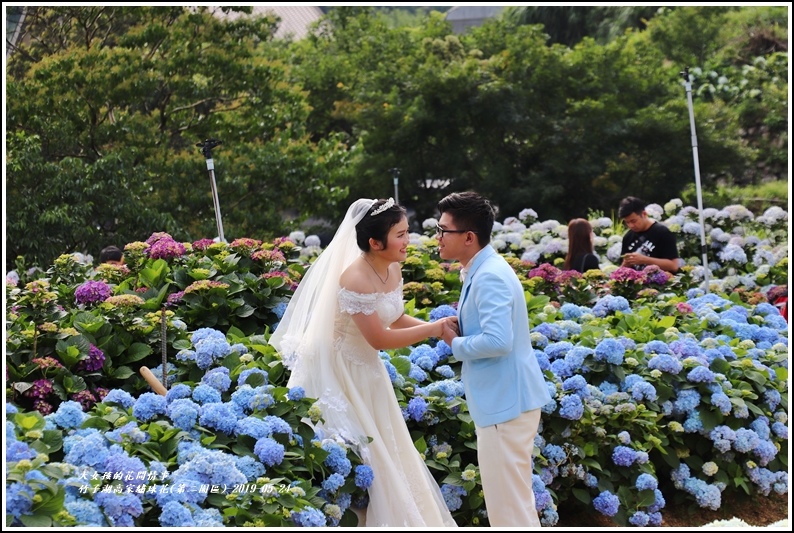 竹子湖高家繡球花(第二園區)-2019-05-08.jpg