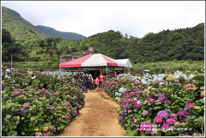 竹子湖高家繡球花(第二園區)-2019-05-09.jpg