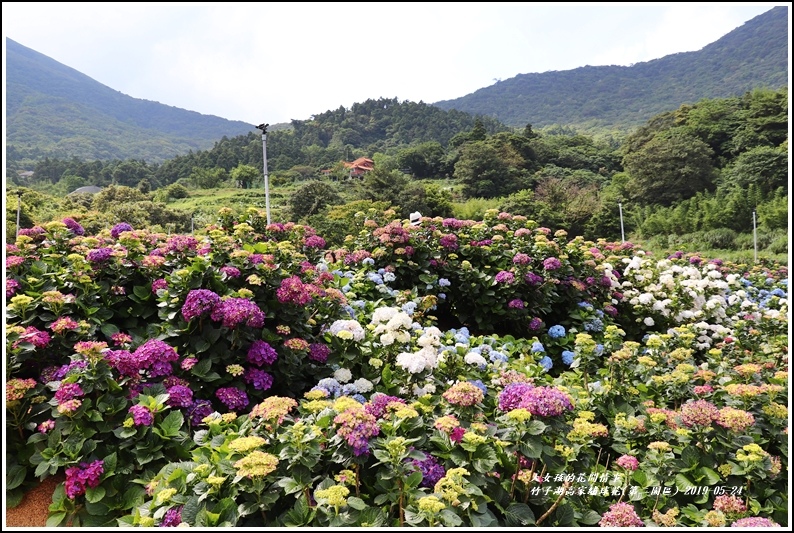 竹子湖高家繡球花(第二園區)-2019-05-10.jpg