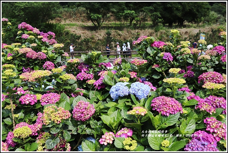 竹子湖高家繡球花(第二園區)-2019-05-11.jpg