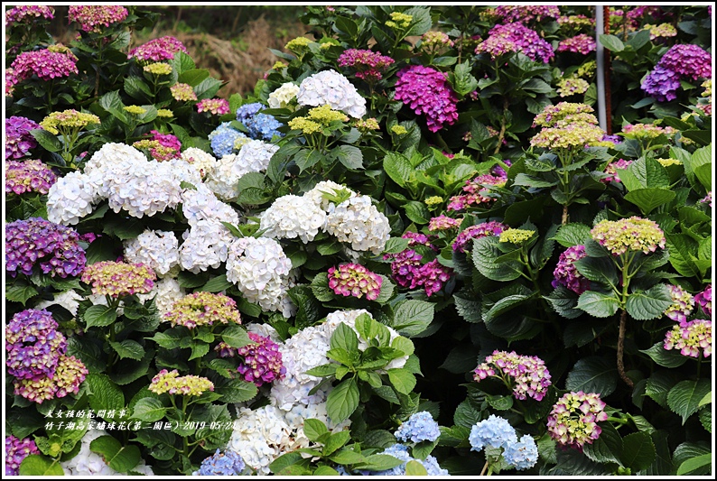 竹子湖高家繡球花(第二園區)-2019-05-12.jpg