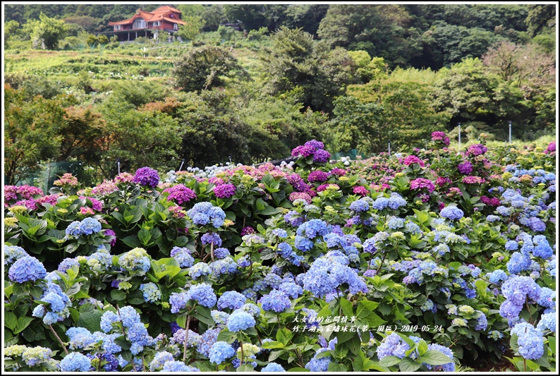 竹子湖高家繡球花(第二園區)-2019-05-13.jpg