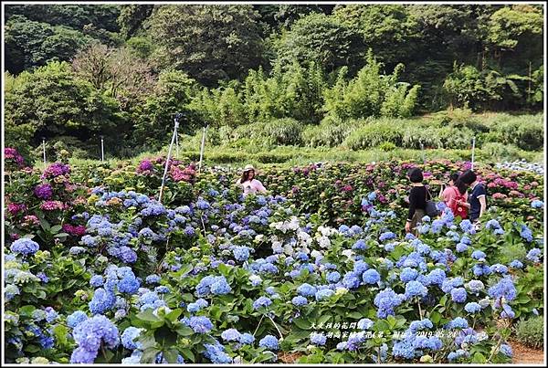 竹子湖高家繡球花(第二園區)-2019-05-14.jpg