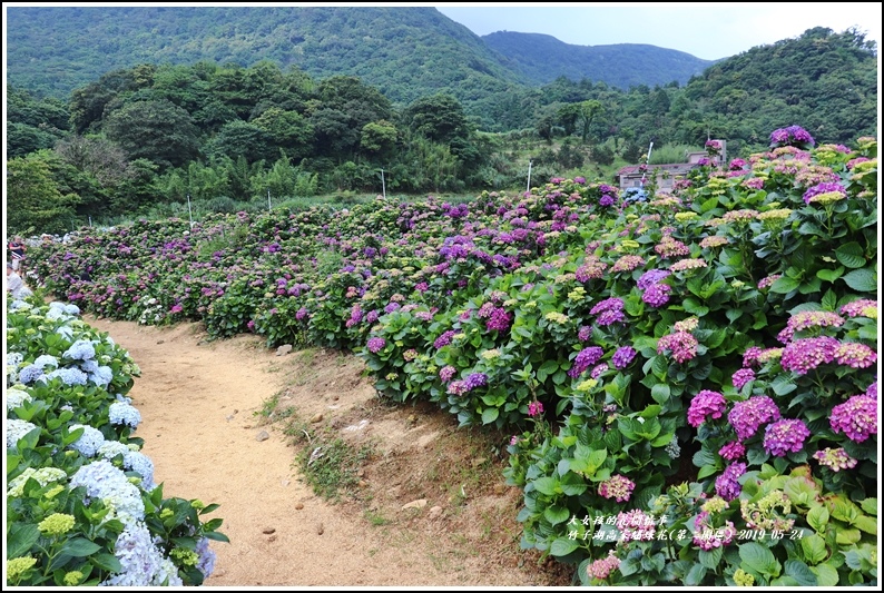 竹子湖高家繡球花(第二園區)-2019-05-15.jpg