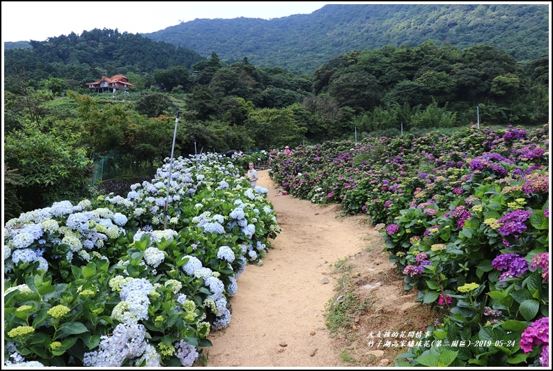 竹子湖高家繡球花(第二園區)-2019-05-16.jpg