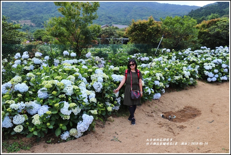 竹子湖高家繡球花(第二園區)-2019-05-19.jpg