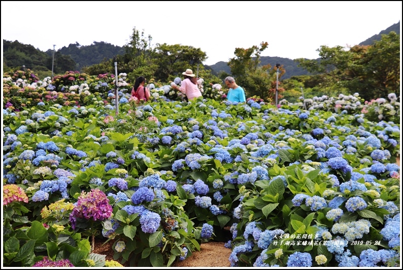 竹子湖高家繡球花(第二園區)-2019-05-20.jpg