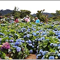 竹子湖高家繡球花(第二園區)-2019-05-20.jpg