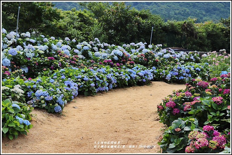 竹子湖高家繡球花(第二園區)-2019-05-21.jpg