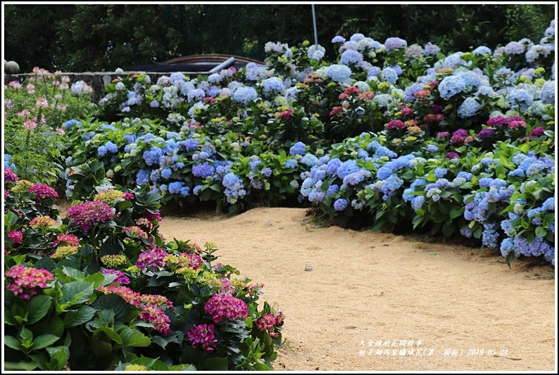 竹子湖高家繡球花(第二園區)-2019-05-22.jpg