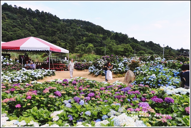 竹子湖高家繡球花(第二園區)-2019-05-24.jpg