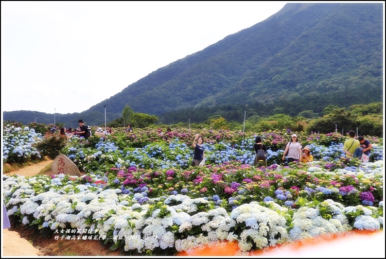 竹子湖高家繡球花(第二園區)-2019-05-26.jpg