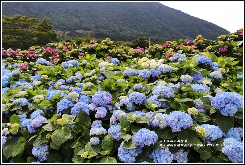 竹子湖高家繡球花(第二園區)-2019-05-27.jpg