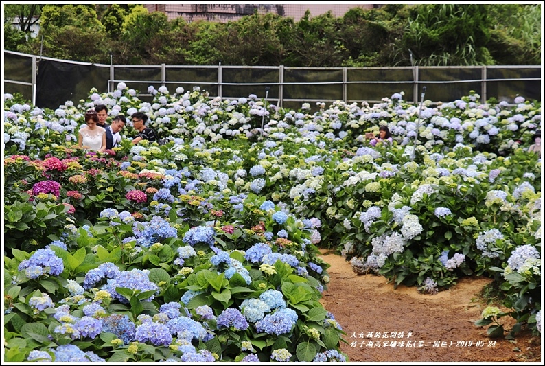 竹子湖高家繡球花(第二園區)-2019-05-28.jpg