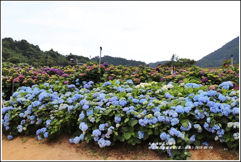 竹子湖高家繡球花(第二園區)-2019-05-29.jpg