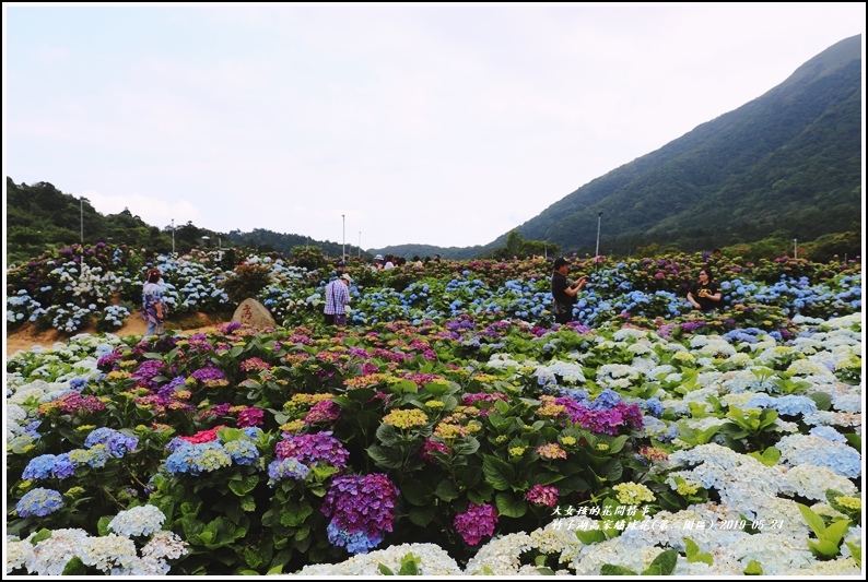 竹子湖高家繡球花(第二園區)-2019-05-30.jpg