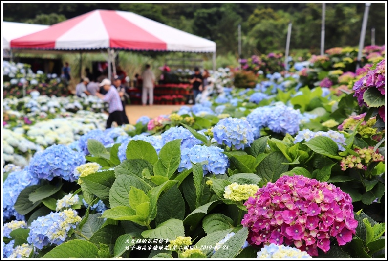 竹子湖高家繡球花(第二園區)-2019-05-31.jpg