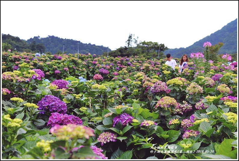 竹子湖高家繡球花(第二園區)-2019-05-32.jpg