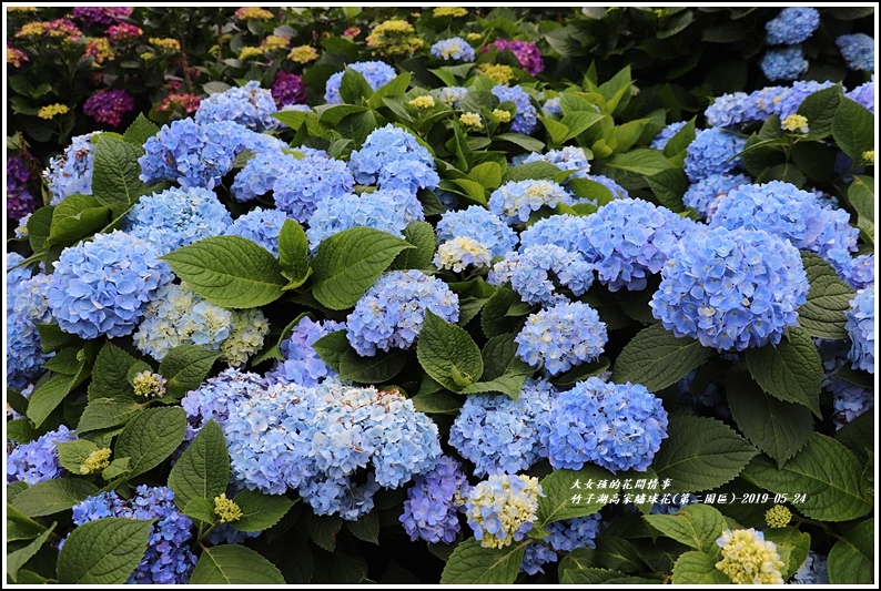 竹子湖高家繡球花(第二園區)-2019-05-33.jpg