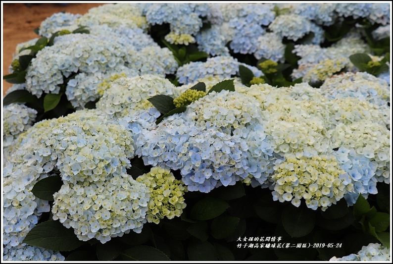 竹子湖高家繡球花(第二園區)-2019-05-34.jpg