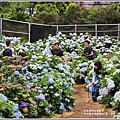 竹子湖高家繡球花(第二園區)-2019-05-35.jpg