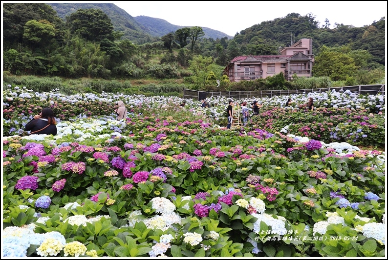 竹子湖高家繡球花(第二園區)-2019-05-36.jpg