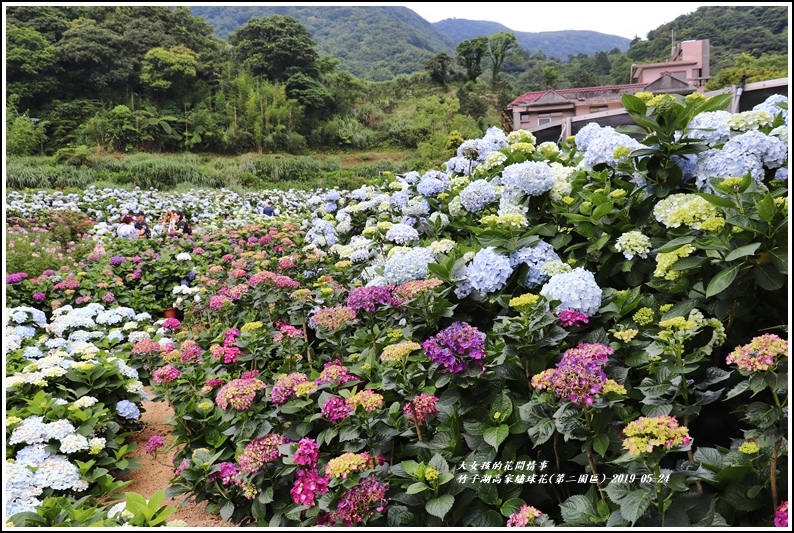 竹子湖高家繡球花(第二園區)-2019-05-39.jpg