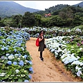 竹子湖高家繡球花(第二園區)-2019-05-42.jpg