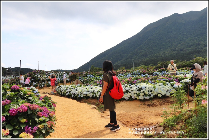 竹子湖高家繡球花(第二園區)-2019-05-44.jpg