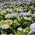 竹子湖高家繡球花(第二園區)-2019-05-48.jpg