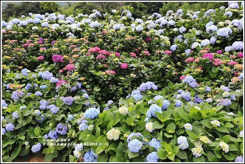 竹子湖高家繡球花(第二園區)-2019-05-49.jpg