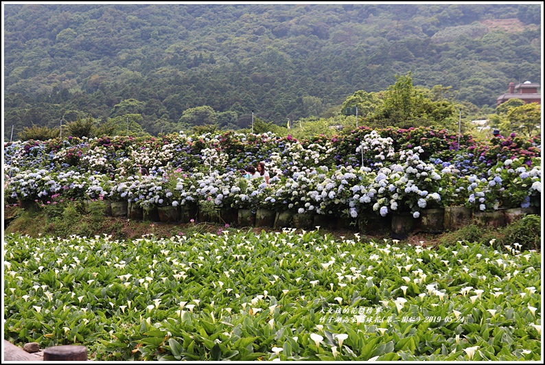 竹子湖高家繡球花(第二園區)-2019-05-51.jpg