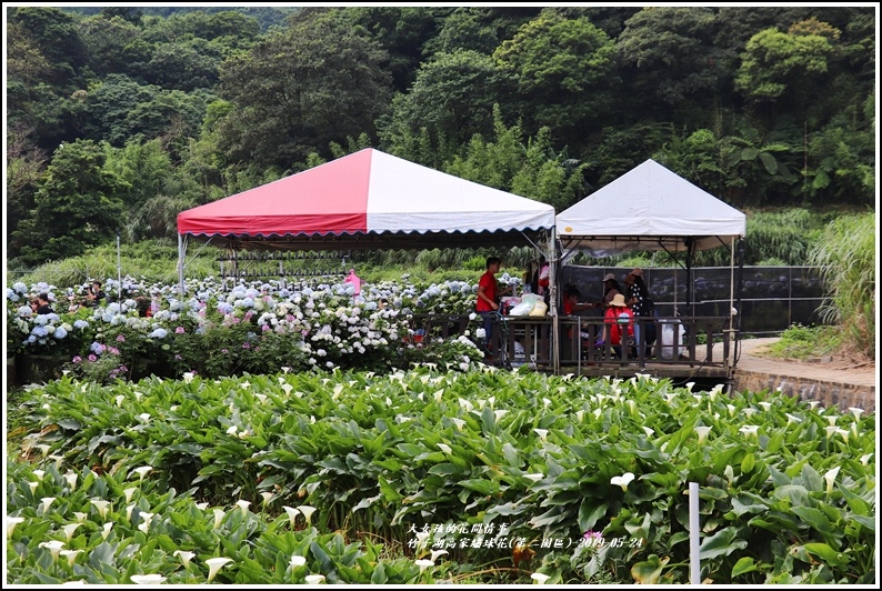 竹子湖高家繡球花(第二園區)-2019-05-52.jpg