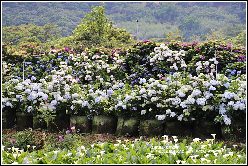 竹子湖高家繡球花(第二園區)-2019-05-53.jpg