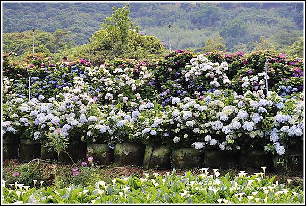 竹子湖高家繡球花(第二園區)-2019-05-53.jpg