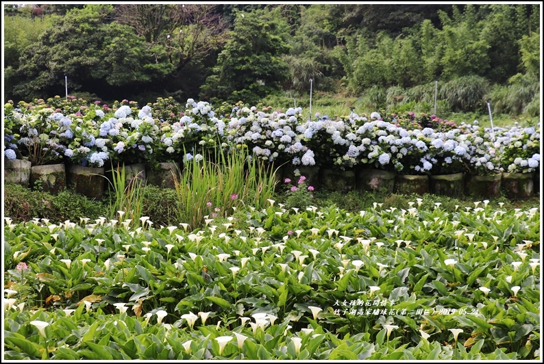 竹子湖高家繡球花(第二園區)-2019-05-54.jpg