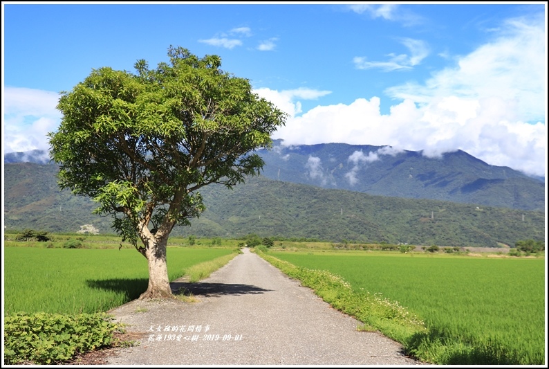花蓮193金城武樹-2019-09-01.jpg 花蓮193金城武樹-2019-09-01.jpg