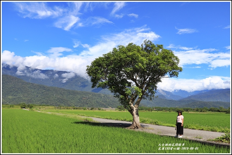 花蓮193金城武樹-2019-09-04.jpg 花蓮193金城武樹-2019-09-04.jpg