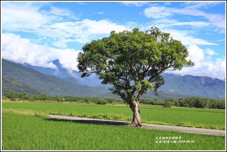 花蓮193金城武樹-2019-09-07.jpg 花蓮193金城武樹-2019-09-07.jpg