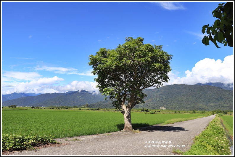 花蓮193金城武樹-2019-09-11.jpg 花蓮193金城武樹-2019-09-11.jpg
