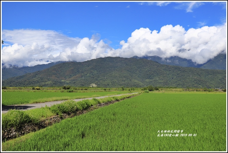花蓮193金城武樹-2019-09-12.jpg 花蓮193金城武樹-2019-09-12.jpg