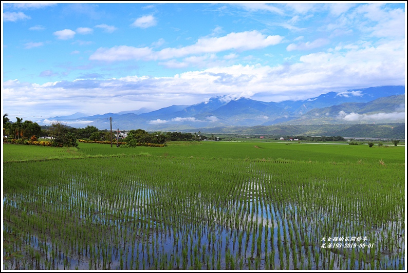 花蓮193青秧-2019-09-01.jpg 花蓮193青秧-2019-09-01.jpg