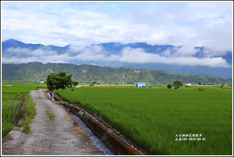 花蓮193青秧-2019-09-02.jpg 花蓮193青秧-2019-09-02.jpg