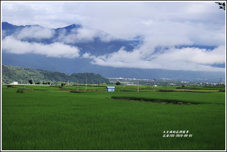 花蓮193青秧-2019-09-03.jpg 花蓮193青秧-2019-09-03.jpg
