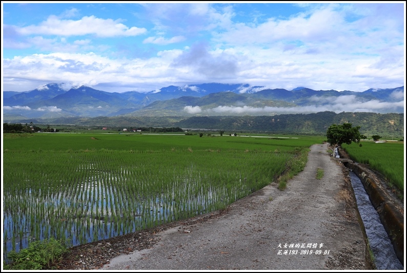 花蓮193青秧-2019-09-04.jpg 花蓮193青秧-2019-09-04.jpg