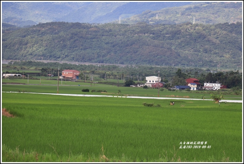 花蓮193青秧-2019-09-06.jpg 花蓮193青秧-2019-09-06.jpg