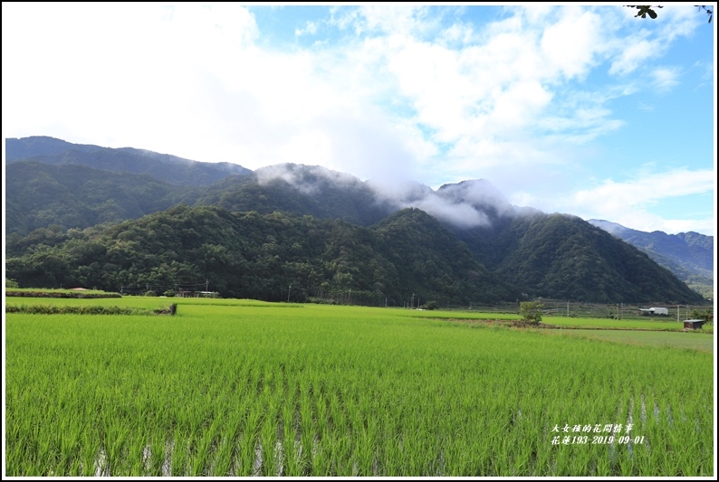 花蓮193青秧-2019-09-07.jpg